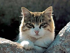 Gatti (180)